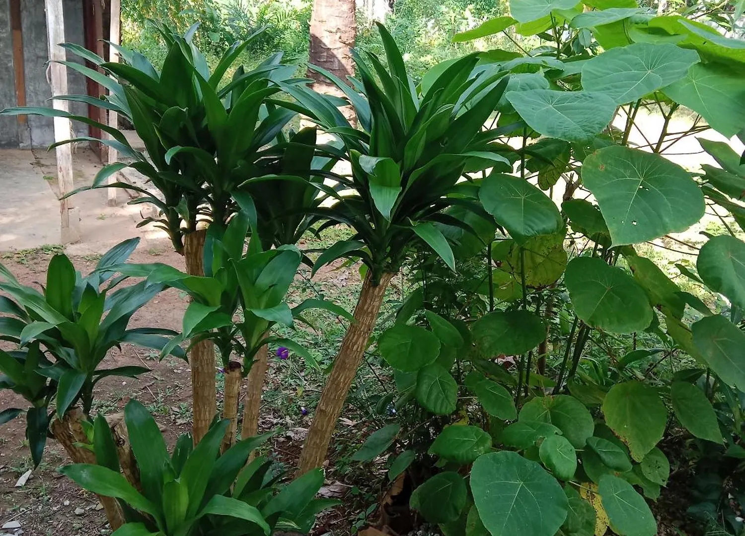 Hotel Som Palm Garden Ko Lanta 2*,  Thailand