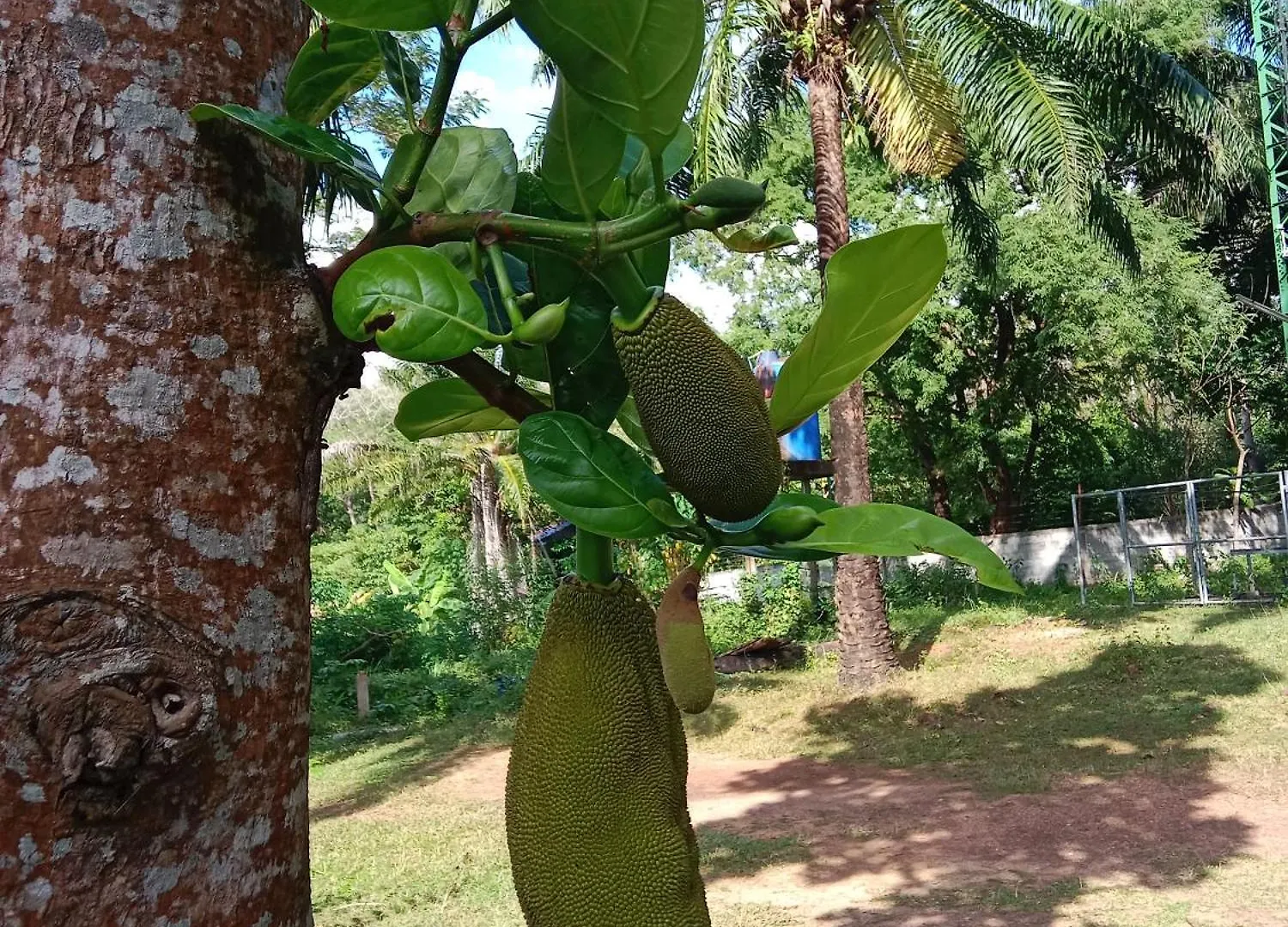 Hotel Som Palm Garden Ko Lanta Gasthof