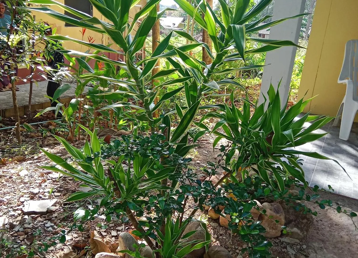 Hotel Som Palm Garden Ko Lanta Thailand